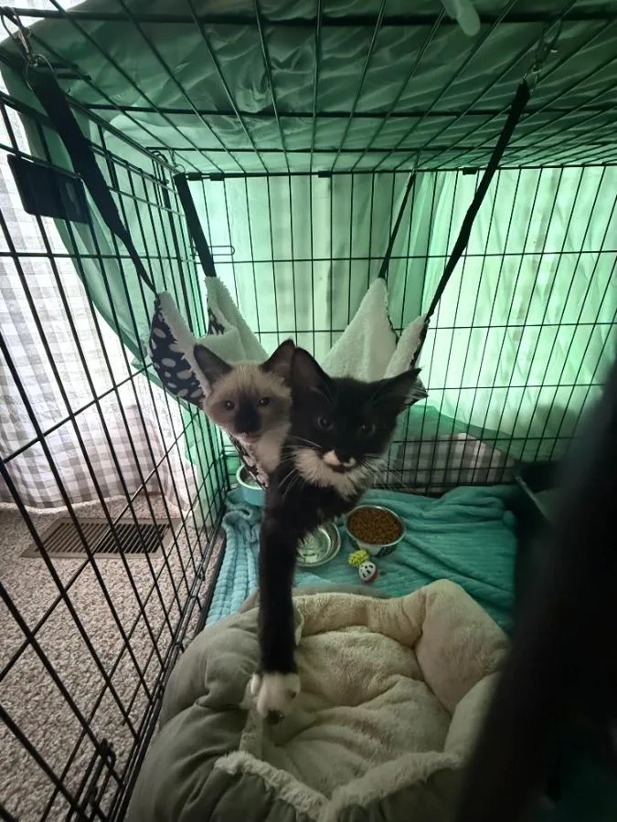 A baby small-sized male Black Domestic Medium Hair cat named Beau for adoption in Romney, WV
