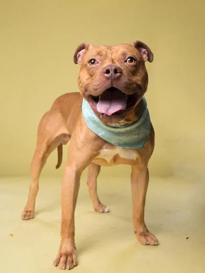 An adult large-sized male Pit Bull Terrier dog named Three for adoption in Atlanta, GA