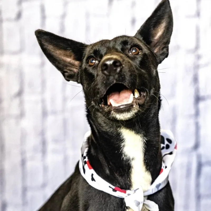 A young medium-sized male Australian Kelpie dog named Rocky Kelpie for adoption in Allen, TX