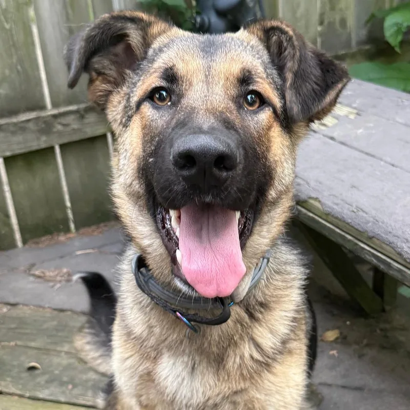 An adult medium-sized female Black German Shepherd Dog dog named Olive for adoption in Cincinnati, OH