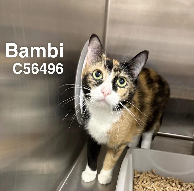 Bambi