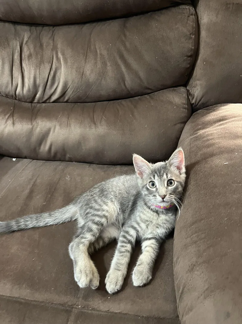 A young medium-sized male Domestic Short Hair cat named Juju Junior for adoption in McKinney, TX