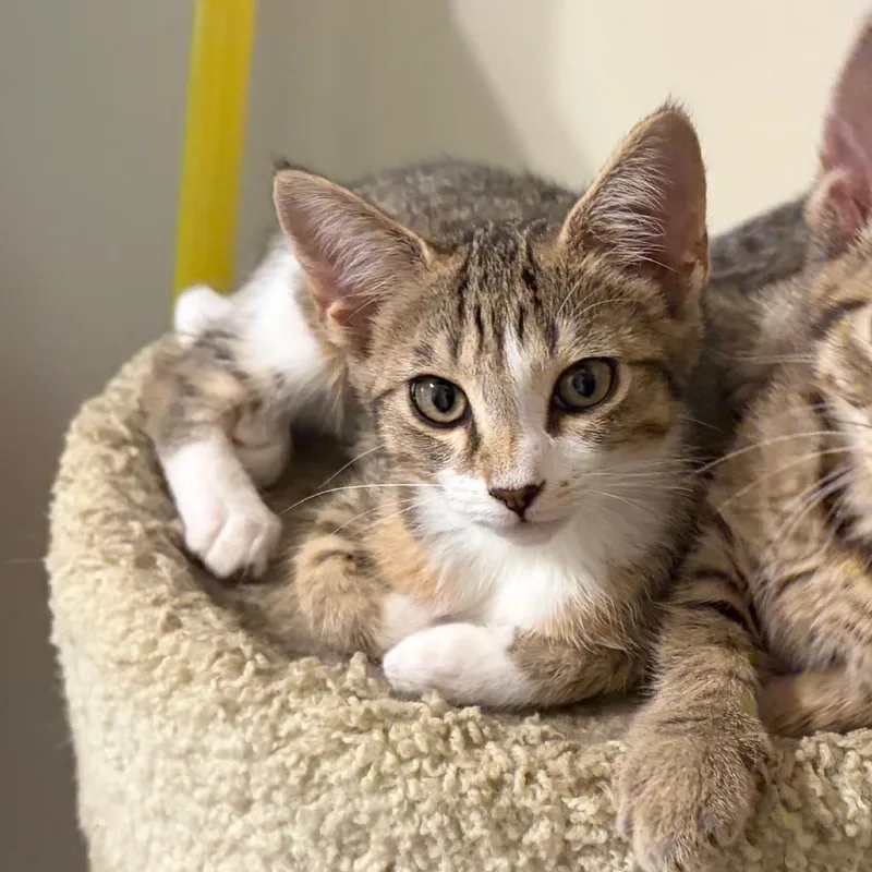 A baby small-sized female Domestic Short Hair cat named Lil for adoption in Georgetown, KY