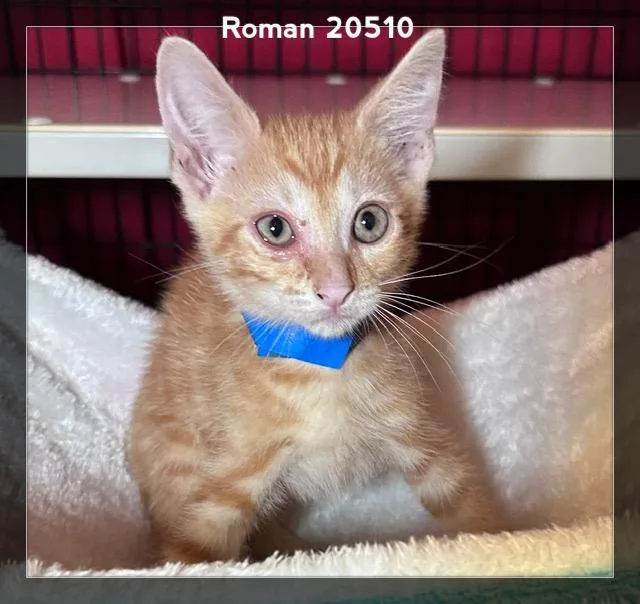 A baby medium-sized male Tabby (Orange / Red) Domestic Short Hair cat named Roman for adoption in Marietta, GA