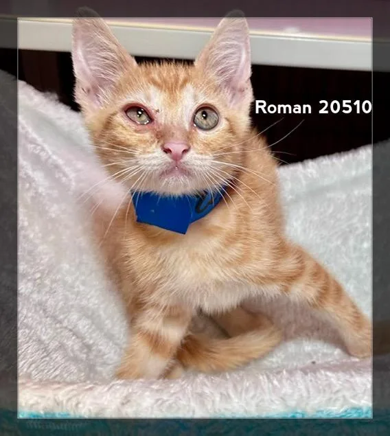 Roman thumbnail 2