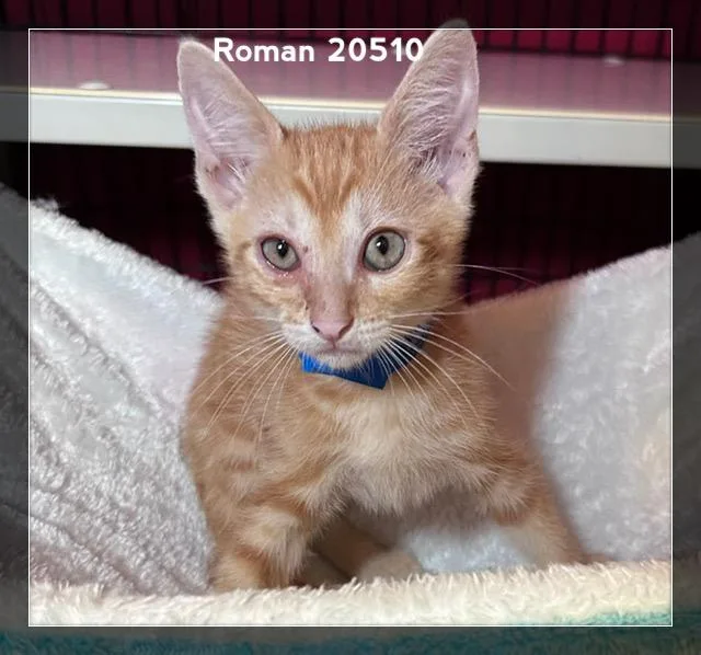 Roman thumbnail 3