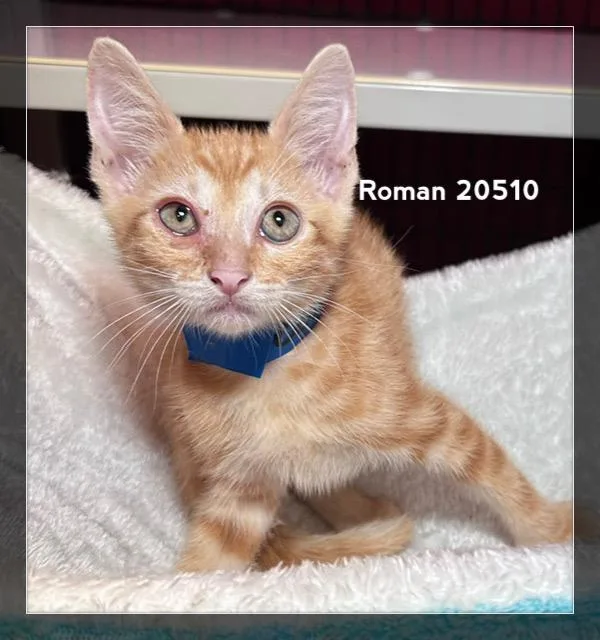 Roman thumbnail 4