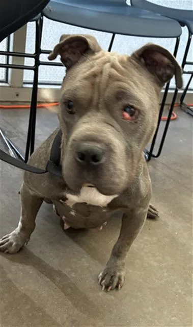 An adult medium-sized female Mixed Breed dog named Cleopatra for adoption in Dallas, TX