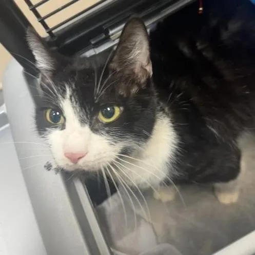 A senior medium-sized female Black Domestic Short Hair cat named Sweets for adoption in Tacoma, WA