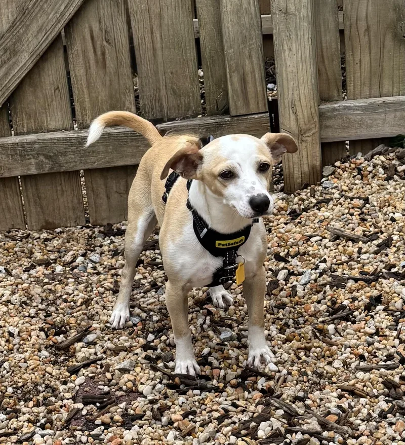 An adult small-sized male Mixed Breed dog named Bow for adoption in Ellicott City, MD