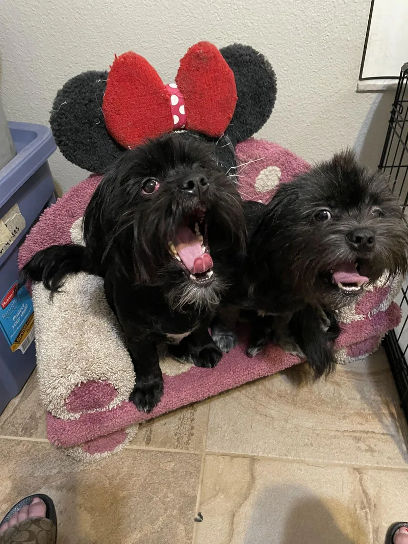 A baby medium-sized male Shih Tzu dog named Teddy & Bear for adoption in Valrico, FL