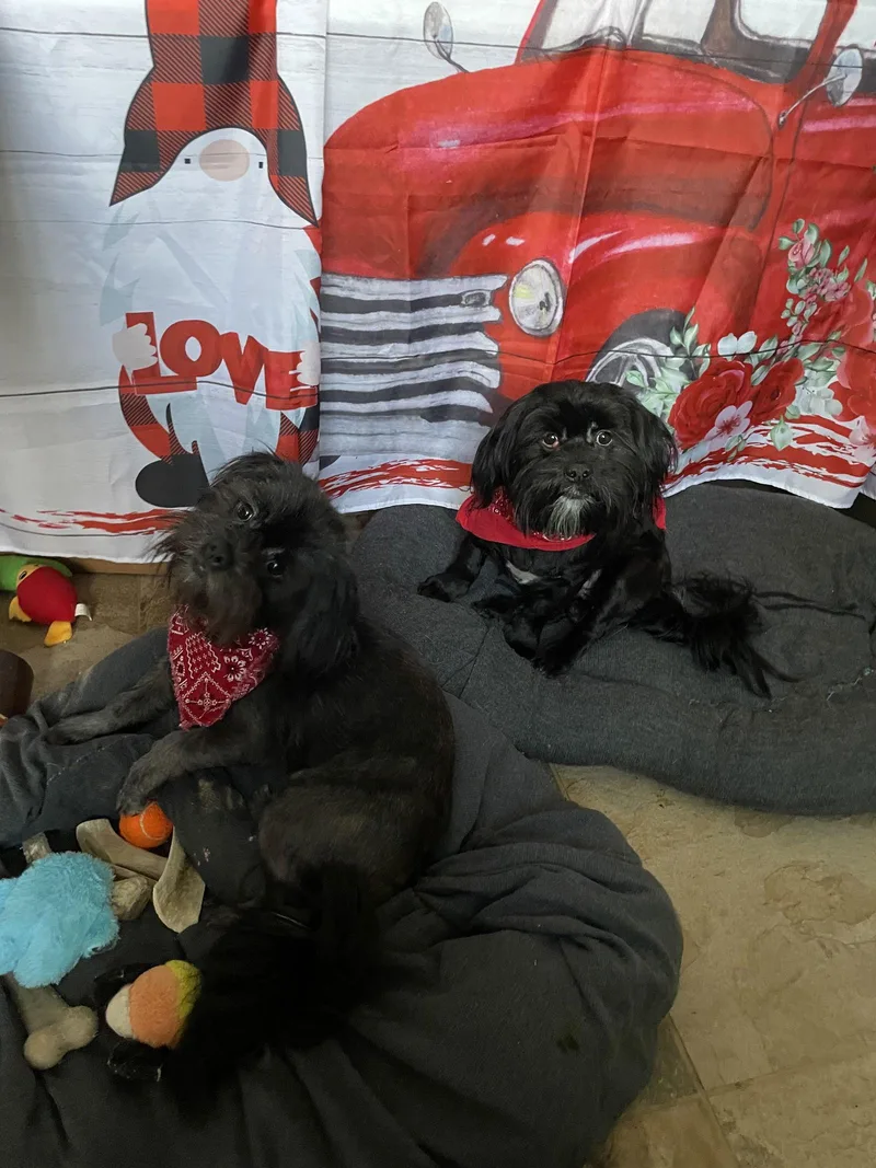 Teddy & Bear thumbnail 2