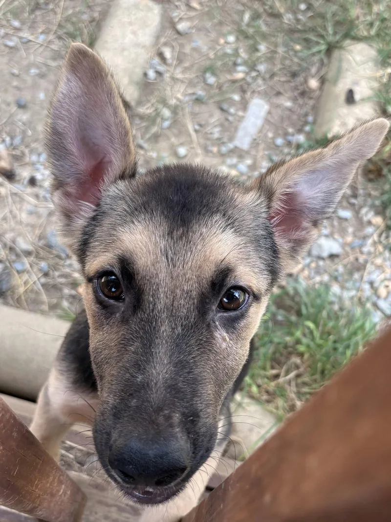 Jango