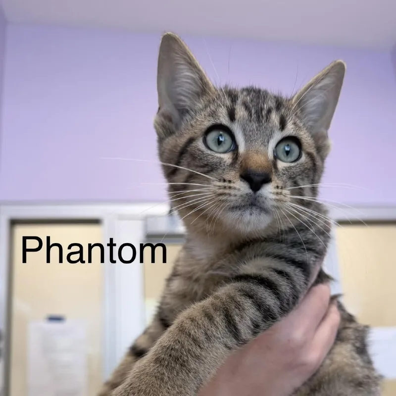 A baby small-sized male Black Domestic Short Hair cat named Phantom for adoption in Madisonville, TN