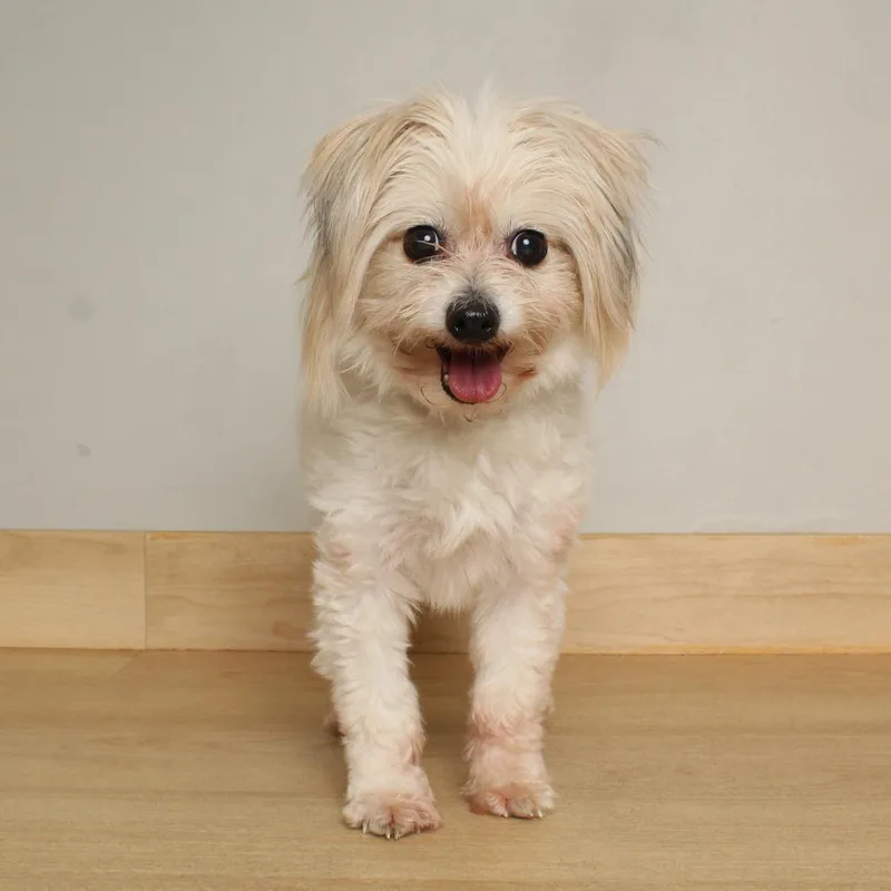 Lady Godiva D thumbnail 5