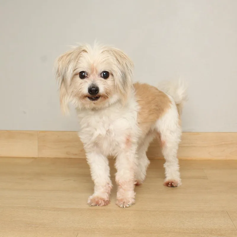 Lady Godiva D thumbnail 6