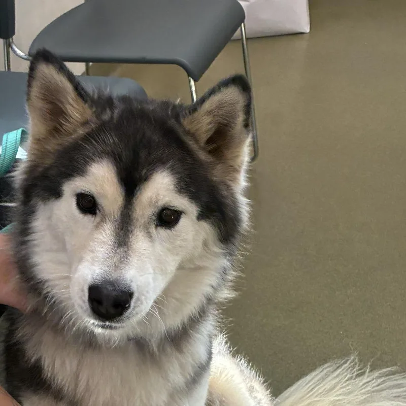 An adult medium-sized female Black Siberian Husky dog named Ash for adoption in Harrisonburg, VA