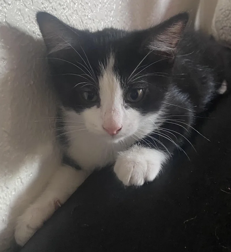A baby medium-sized male Black & White / Tuxedo Tuxedo cat named Captain The Fearless for adoption in Prescott, AZ