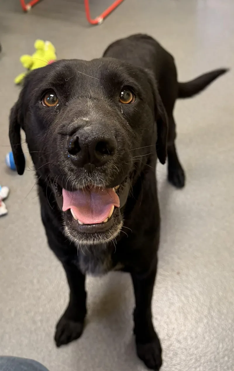 An adult medium-sized male Black Black Labrador Retriever dog named Barber! for adoption in Amherst, VA