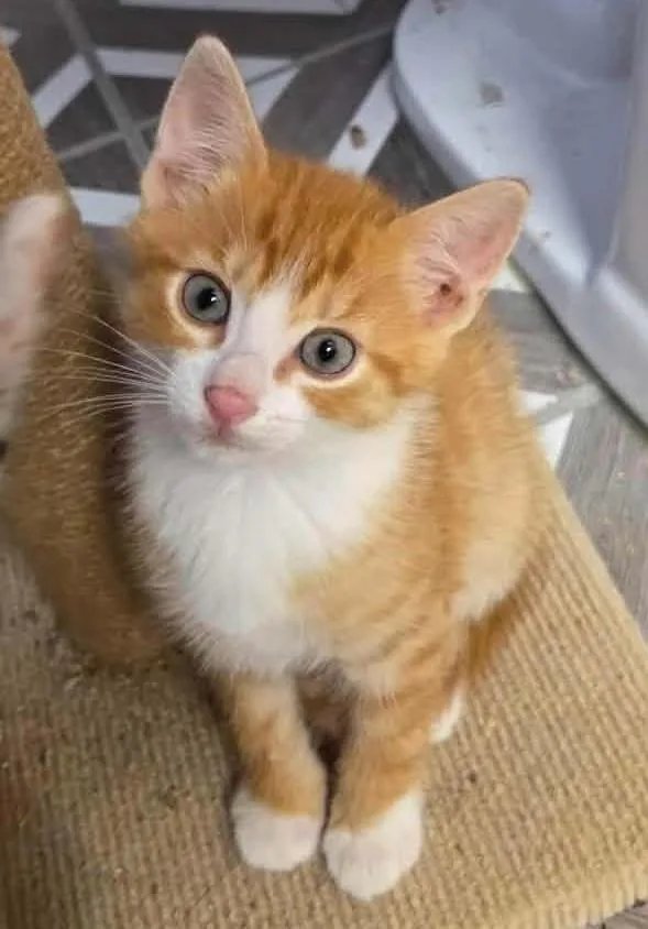 A baby medium-sized male Orange & White Domestic Short Hair cat named Russell for adoption in Breinigsville, PA