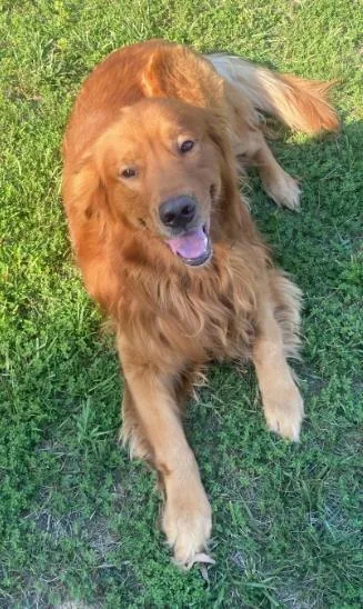 An adult large-sized male Mixed Breed dog named Charlie for adoption in Fairfax, VA
