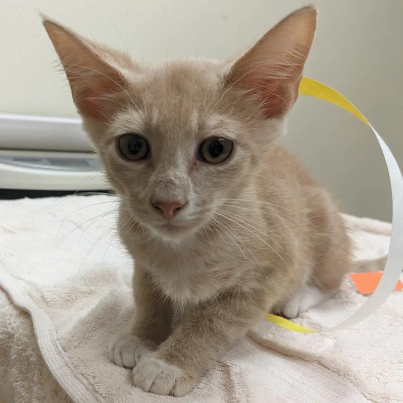 An adult large-sized male Orange / Red Domestic Short Hair cat named Teddy for adoption in Jacksonville, FL