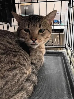 A young small-sized male Domestic Short Hair cat named Michael Myers for adoption in Palm Coast, FL