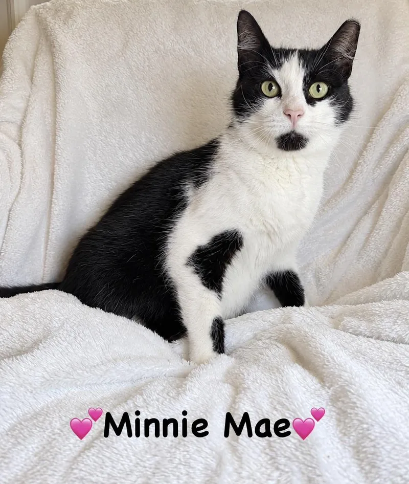 A young medium-sized female Black & White / Tuxedo Domestic Short Hair cat named Minnie Mae for adoption in Copley, OH