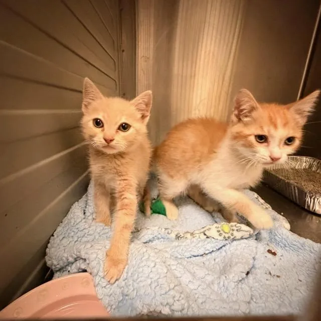 A baby small-sized male Domestic Short Hair cat named Kobu for adoption in Tustin, CA