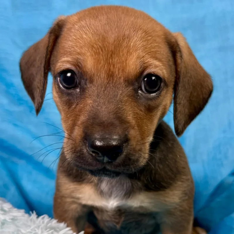 Root Beer  Terrier thumbnail 2