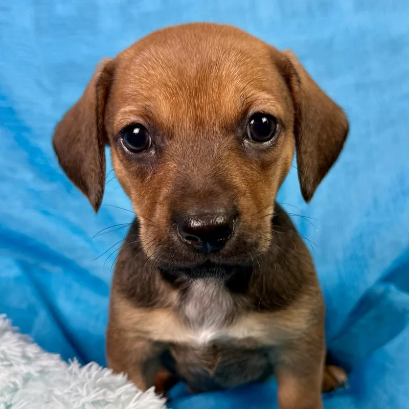 Root Beer  Terrier thumbnail 3