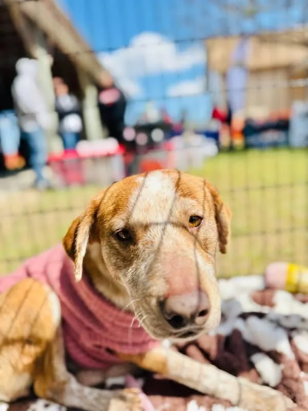 Cinnamon thumbnail 2