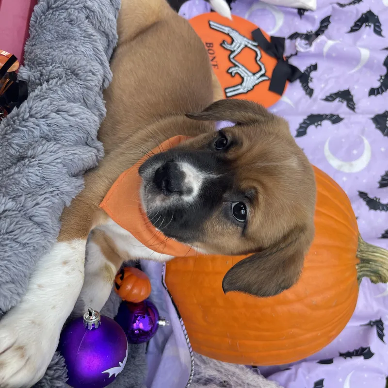 A baby large-sized female Black Mouth Cur dog named Wynona for adoption in Sebring, FL