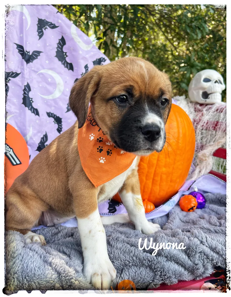 Wynona thumbnail 4