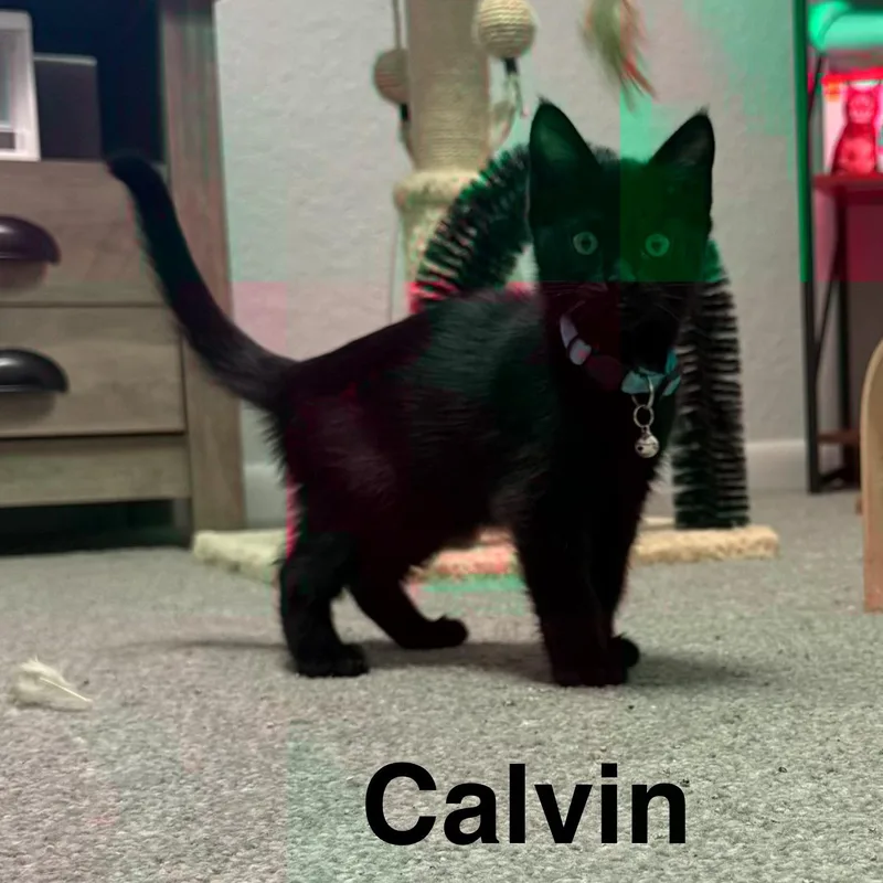 A baby medium-sized male Black Domestic Medium Hair cat named Calvin for adoption in Dade City, FL