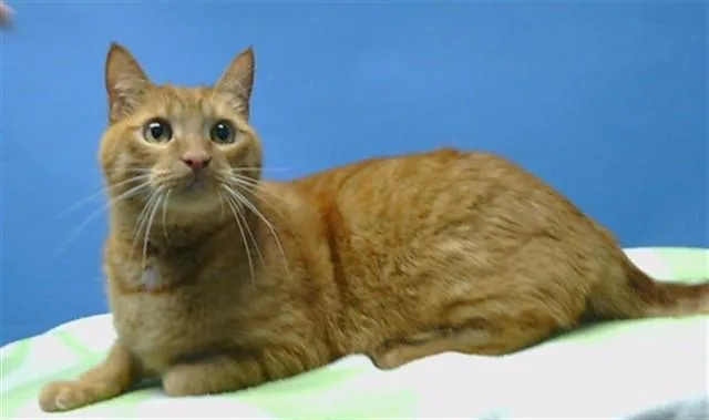 An adult medium-sized male Domestic Short Hair cat named Rio for adoption in Gardena, CA