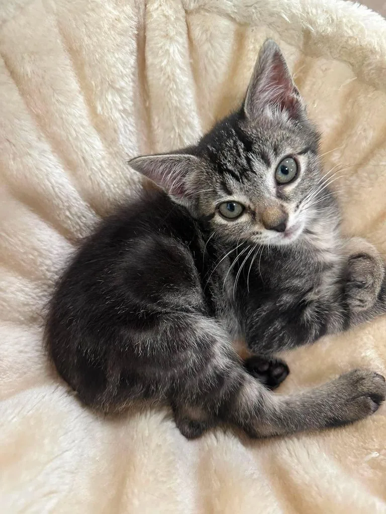 A baby small-sized female Domestic Short Hair cat named Lite Brite for adoption in Sebastian, FL