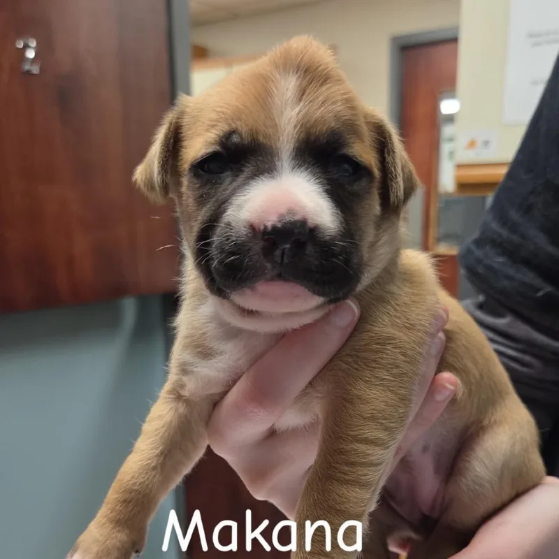 Makana thumbnail 2