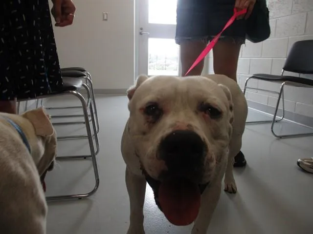 An adult medium-sized male Pit Bull Terrier dog named Kato for adoption in Ocala, FL