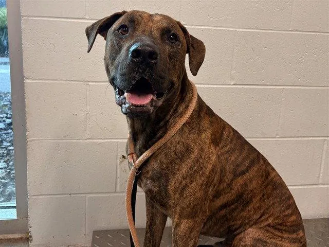 An adult large-sized male Plott Hound dog named Percy for adoption in Tavares, FL