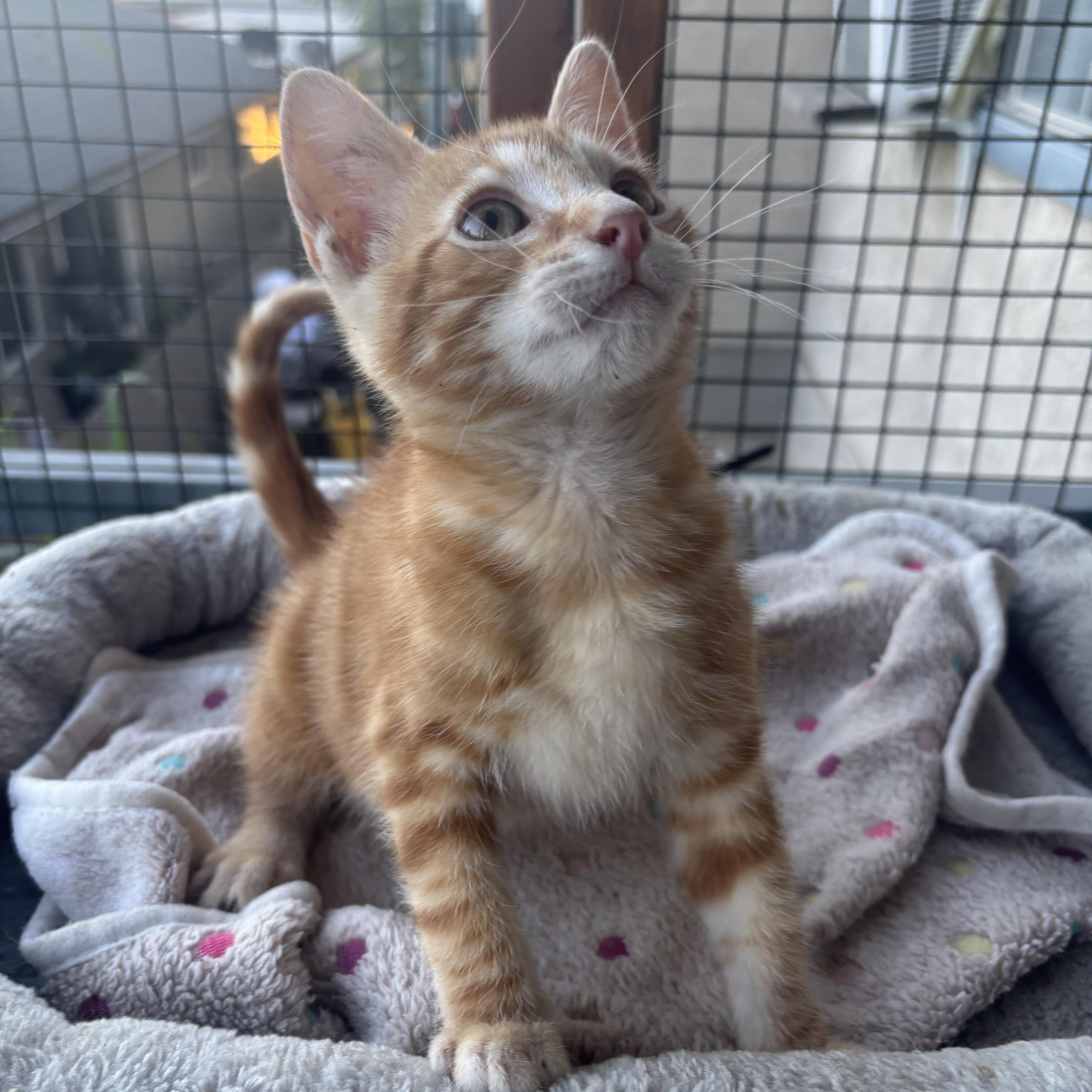 A baby small-sized male Orange / Red Domestic Short Hair cat named Flex for adoption in Costa Mesa, CA