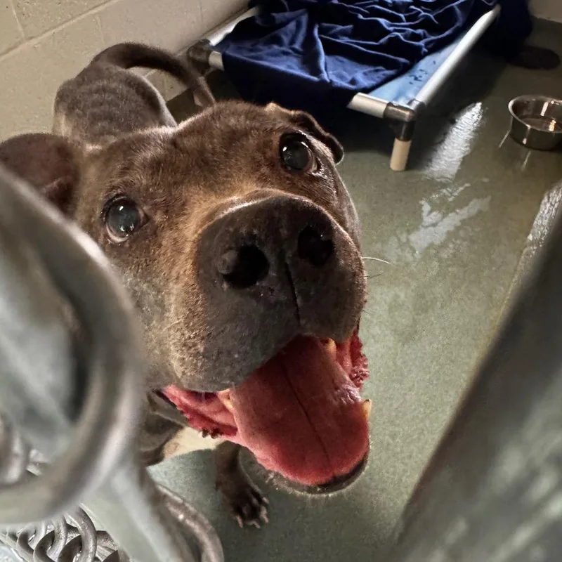 A senior small-sized female Gray / Blue / Silver Pit Bull Terrier dog named Gigi for adoption in Birdsboro, PA