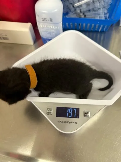 A baby small-sized female Domestic Short Hair cat named Cleo for adoption in Santa Maria, CA