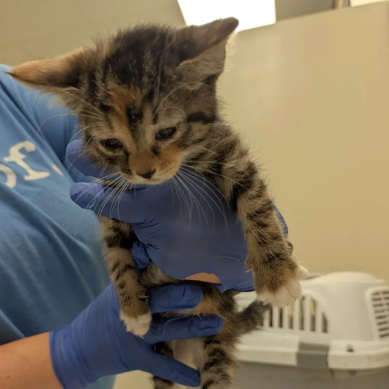 A baby small-sized male Brown / Chocolate Domestic Medium Hair cat named Finn for adoption in Lynchburg, VA