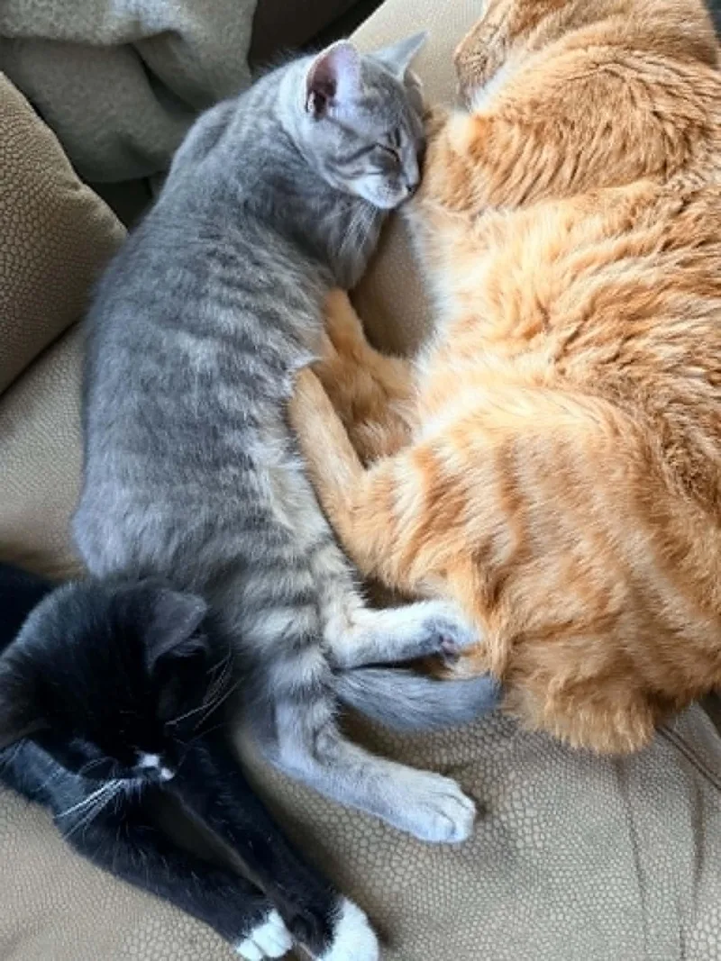 A baby medium-sized male Domestic Short Hair cat named Sammie for adoption in Stewartsville, NJ