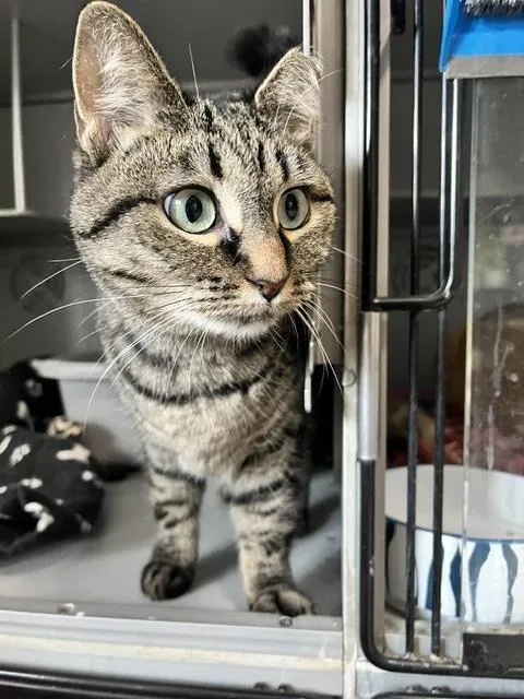 An adult medium-sized female Tabby (Brown / Chocolate) Domestic Short Hair cat named Pretty Poppy for adoption in Anoka, MN