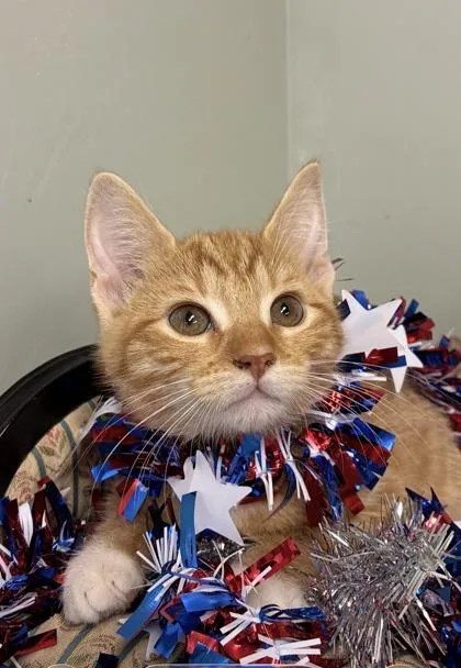 A baby medium-sized female Domestic Short Hair cat named Chicklet for adoption in Picayune, MS