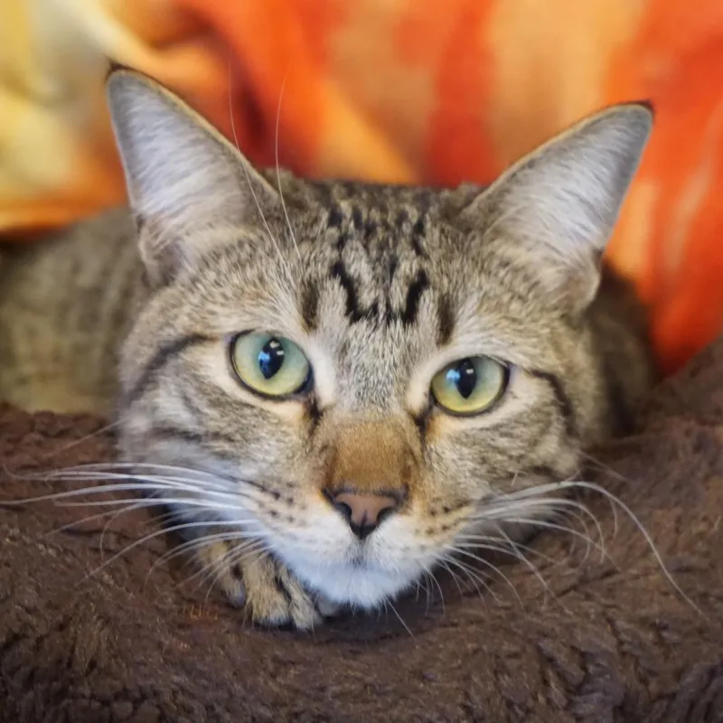 A senior medium-sized male Brown / Chocolate Domestic Short Hair cat named Jared for adoption in Salt Lake City, UT