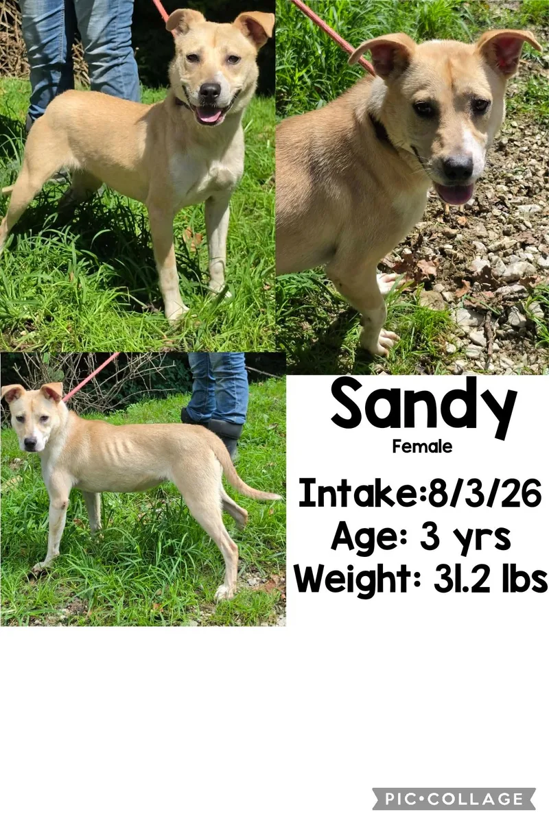 An adult medium-sized female Apricot / Beige Shepherd dog named Sandy for adoption in Staffordsville, KY