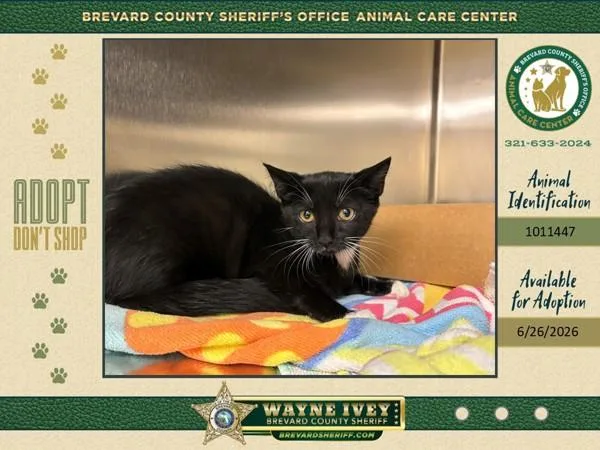 A baby medium-sized female Domestic Short Hair cat named West for adoption in Melbourne, FL